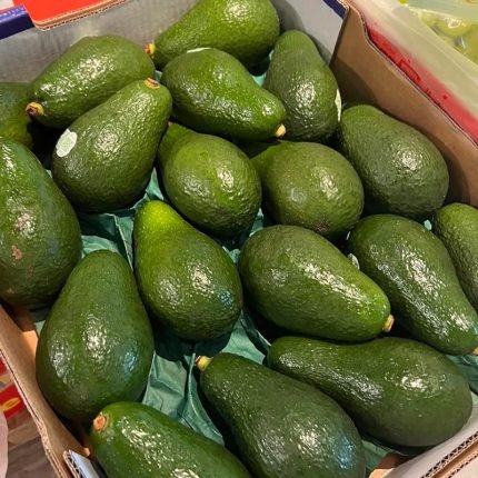 紐西蘭哈斯（Hass）酪梨